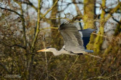 Grey Heron in Flight