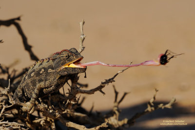 Life In The Namib Desert