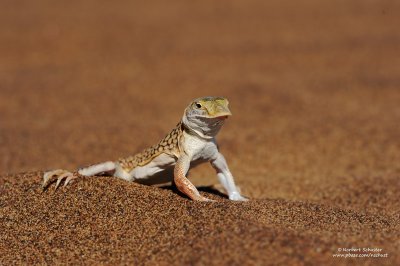 Shovel Snouted Lizard