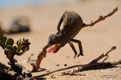 Namaqua Chameleon