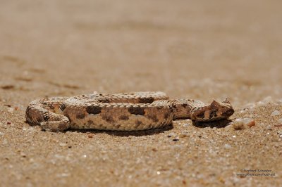 Horned Adder