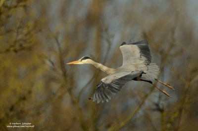 Grey Heron in Flight