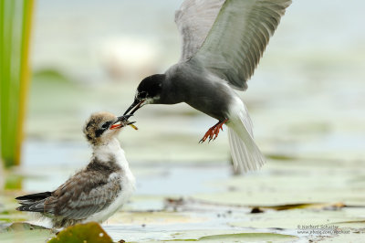 Black Tern Chick Being Fed