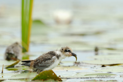 Black Tern Chick With Fish