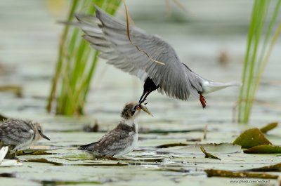 Adult Black Tern Feeding Its Chick