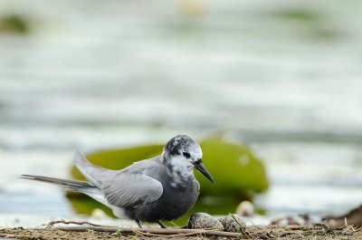 Black Tern With Eggs