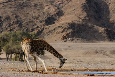 Giraffe At The Waterhole