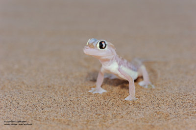 Palmatogecko