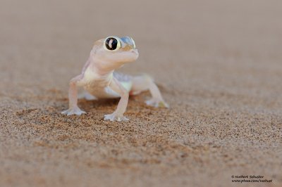 Palmatogecko