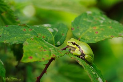 European Tree Frog