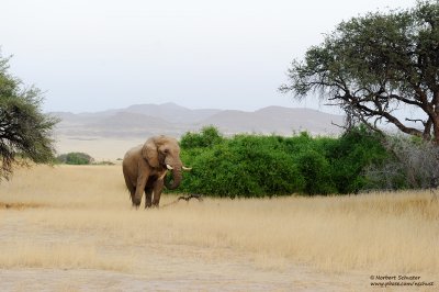 Elephant Bull At The Hoarusib