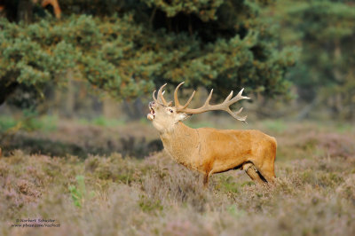 Red Deer