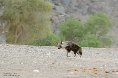 Brown Hyena