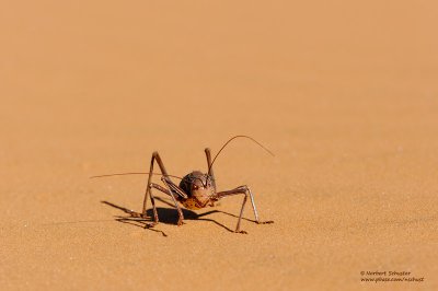 Armored Cricket