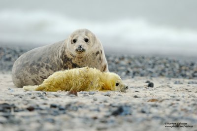 Mother With Newborn Pup