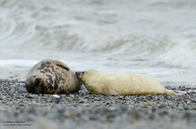 Mother Nursing The Pup