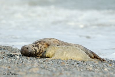 Mother With Pup