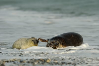 Mother With Pup