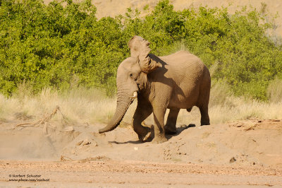 Desert Elephants In Namibia