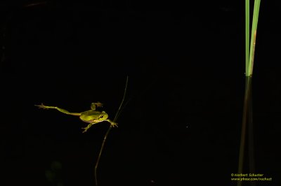 European Tree Frog At Night