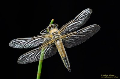 Four-spotted Chaser Ready to Fly