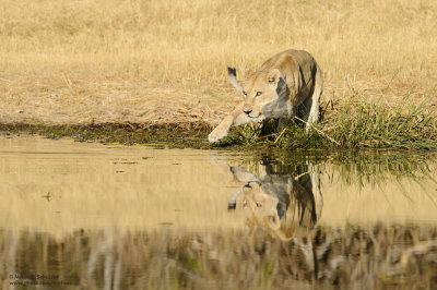Lioness At The Khwai River