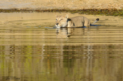 Lioness In The Khwai River