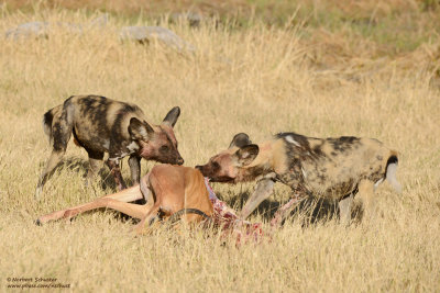Wild Dogs With A Kill