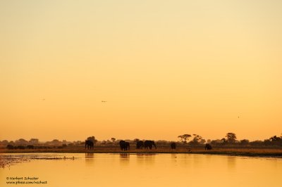 Evening At The Chobe River