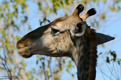 Giraffe