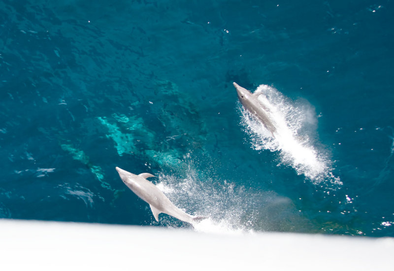 dolphins