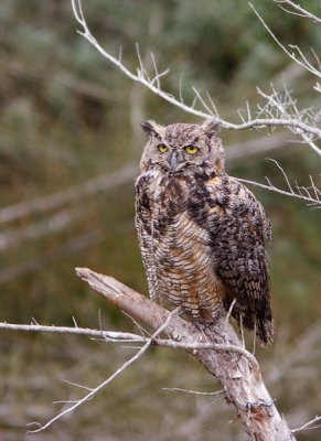 Great Horned Owl