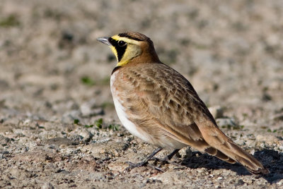 Horned_Lark-2