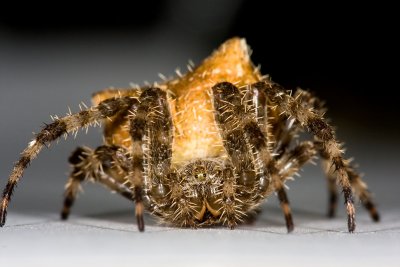 Orb weaver-1.jpg