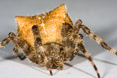 Orb weaver-2.jpg