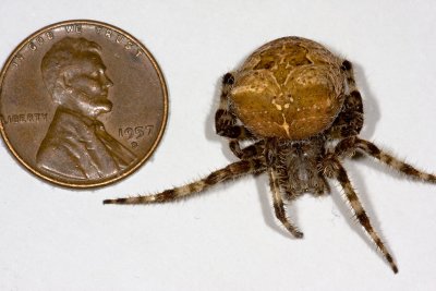 Orb weaver-3.jpg