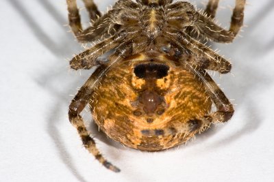 Orb weaver-6.jpg