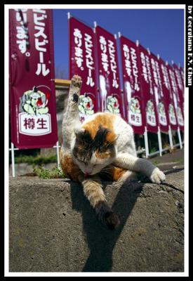 Cats, in Japan