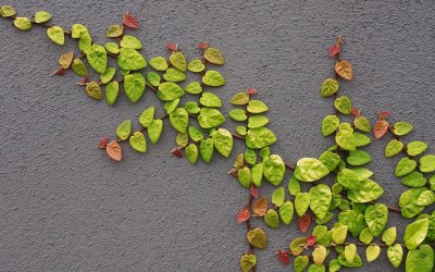 Leaves on the wall.jpg