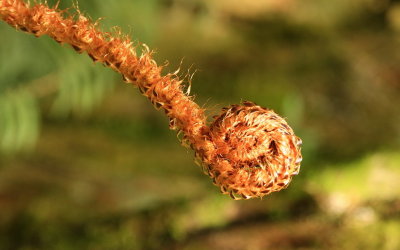 Baby Fern.jpg
