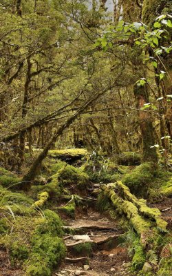 Rainforest.jpg
