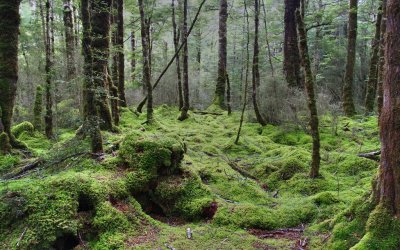 On Keplers Track.jpg