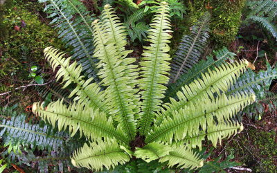 Ferns.jpg