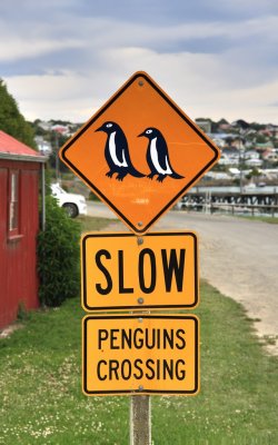 Penguins Crossing.jpg