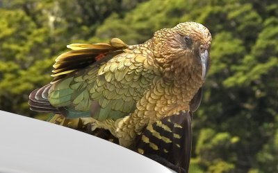 Ruffled Kea.jpg