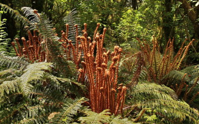 Fern Youngs.jpg