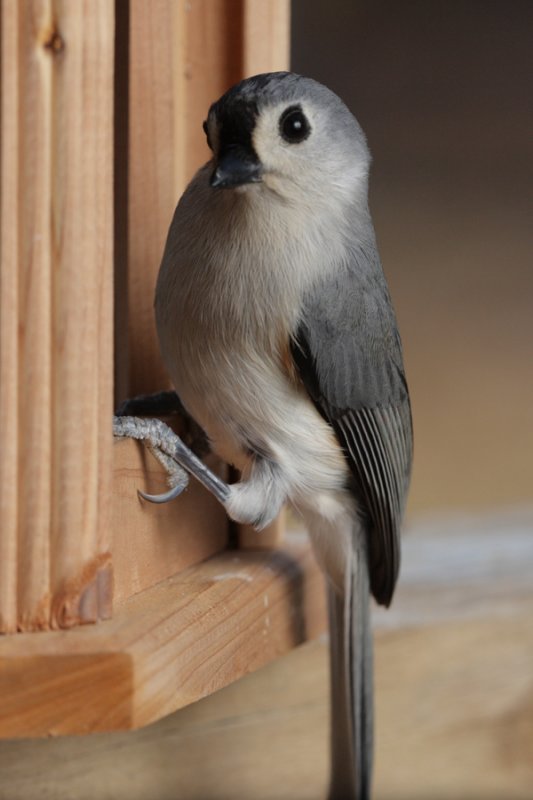 Tufted Titmouse