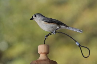 Tufted Titmouse