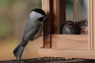 Carolina Chickadee and Chipping Sparrow