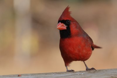 Cardinal (male)